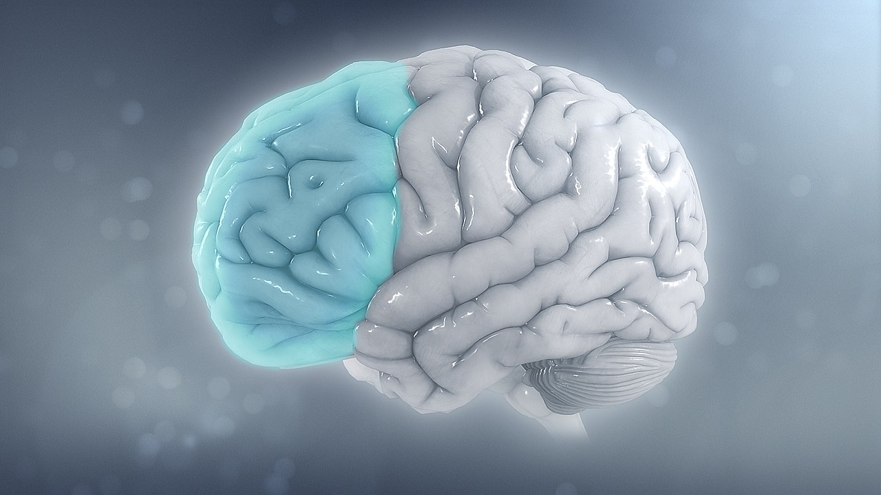 Having the Physiology of Anxiety, which Fighter or Run Response